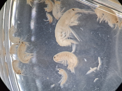 Gammarus insensibilis
