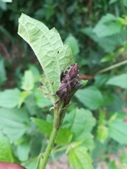 Piezogaster scutellaris