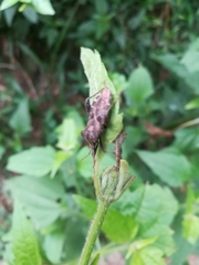 Piezogaster scutellaris