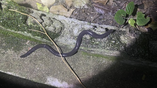 Koh Tao Caecilian