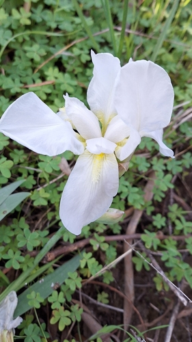 Image of Iris albicans by no rights reserved