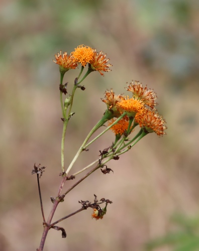 Orange tassels (Hypericophyllum compositarum)