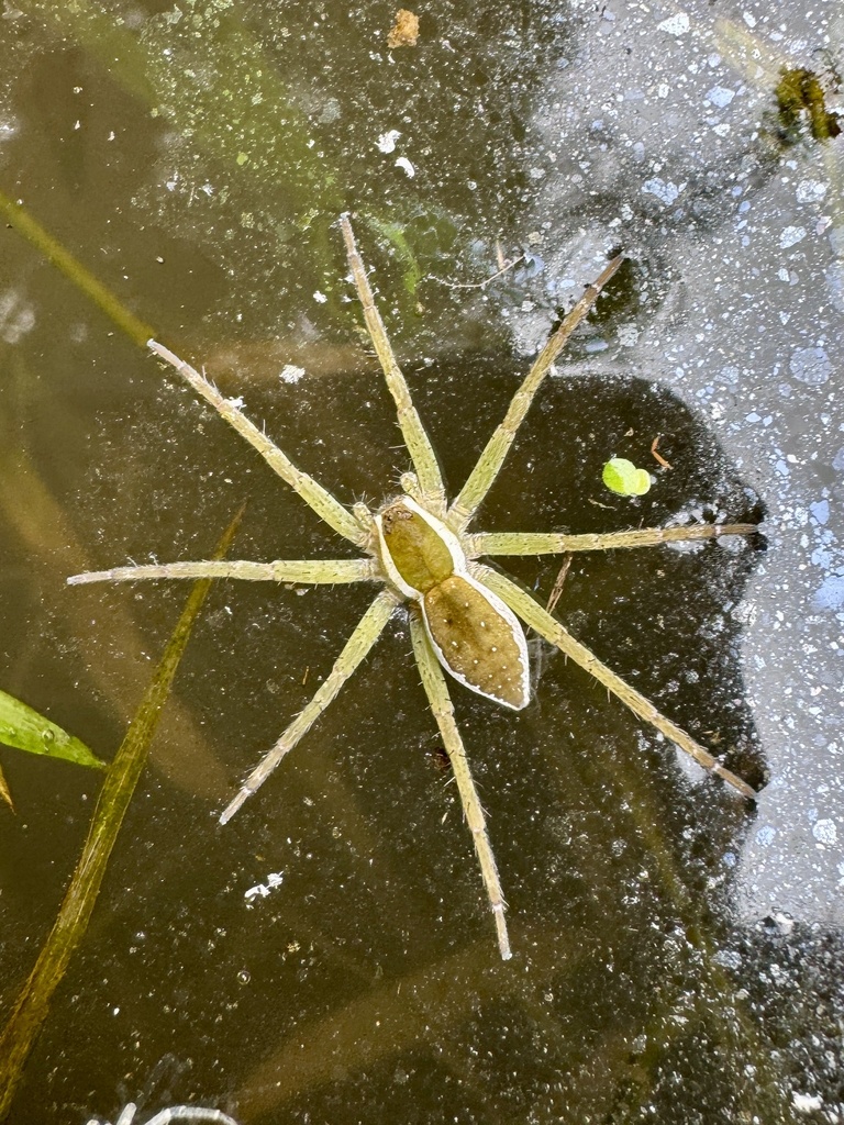 Dolomedes saganus