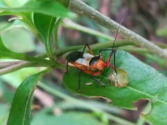 Castolus plagiaticollis