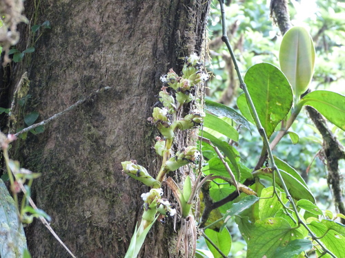 Guzmania polycephala