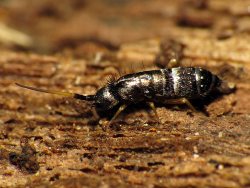 Pogonognathellus nigritus