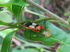 Castolus plagiaticollis