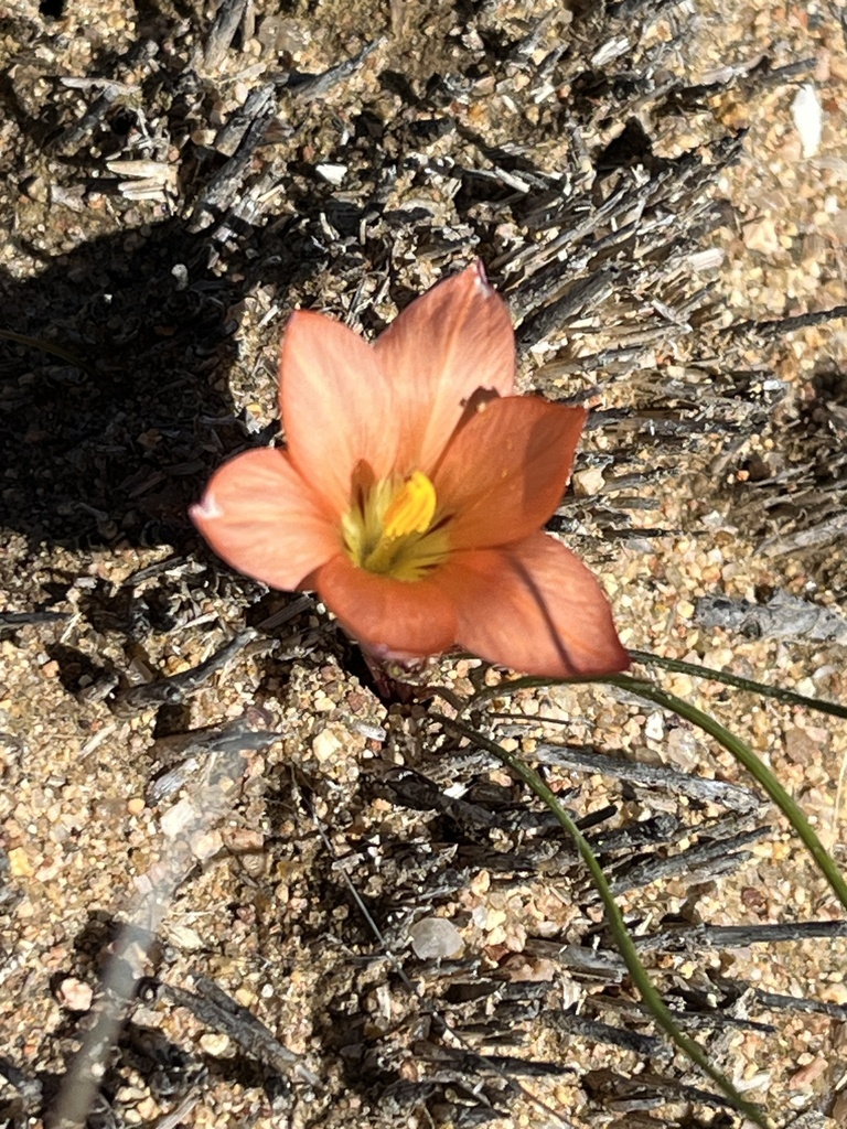 Romulea namaquensis, Killians Pas, Garies, NC, ZA