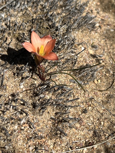 Image of Romulea namaquensis by (c) Dave U, some rights reserved (CC BY-SA)