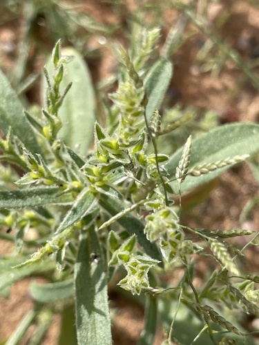 Corispermum hyssopifolium iNat (3)