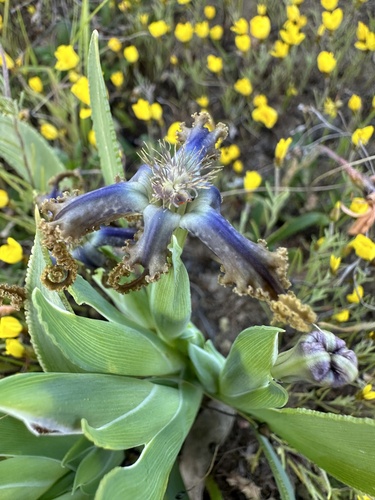 Image of Ferraria uncinata by (c) Cecile Roux, some rights reserved (CC BY-SA)