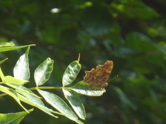Polygonia c-album