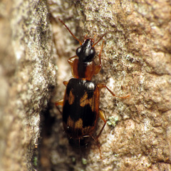 Phloeoxena signata