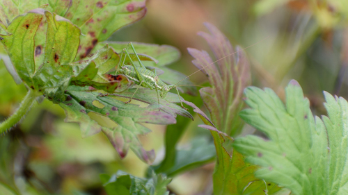 Striped Bush-cricket, Городской округ Мытищи, Московская обл., Россия, photo 7 of 10