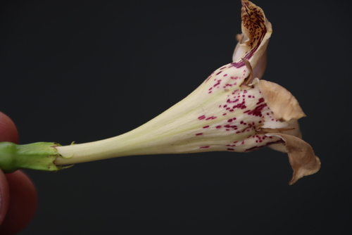 Image of Rothmannia fischeri by (c) Tony Rebelo, some rights reserved (CC BY-SA)