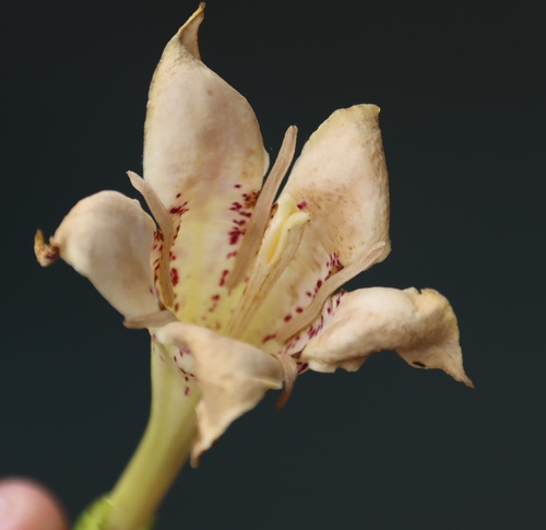 sand scented-bells (Rothmannia fischeri)