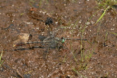 Arigomphus villosipes