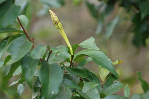 Image of Rothmannia fischeri by (c) Tony Rebelo, some rights reserved (CC BY-SA)