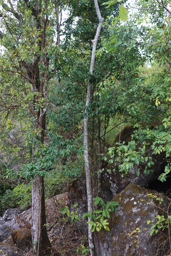 Rothmannia fischeri, photograph 4