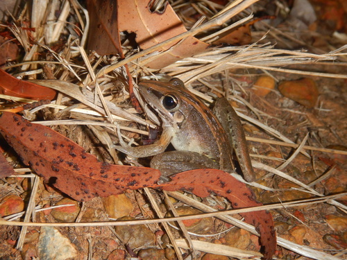 Rocket Frog, Litoria nasuta
