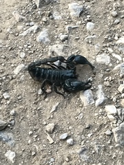 Heterometrus laoticus
