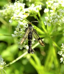 Chamaesphecia empiformis