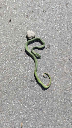 Salazar's Pit Viper