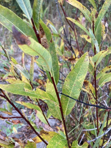 Image of Salix planifolia by (c) Caleb Catto, some rights reserved (CC BY)