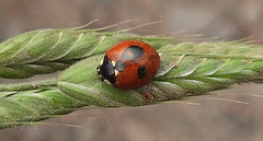 Coccinella quinquepunctata