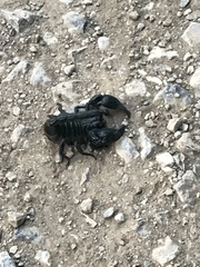 Heterometrus laoticus