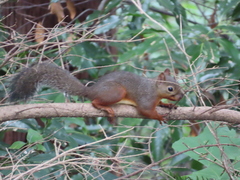 Japanese Squirrel photo 5