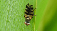 Ceroxys