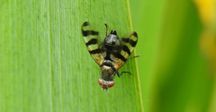 Ceroxys