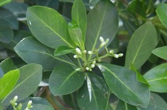 Psychotria mariana