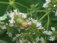 Chlorotabanus crepuscularis