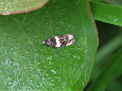 Olethreutes fasciatana