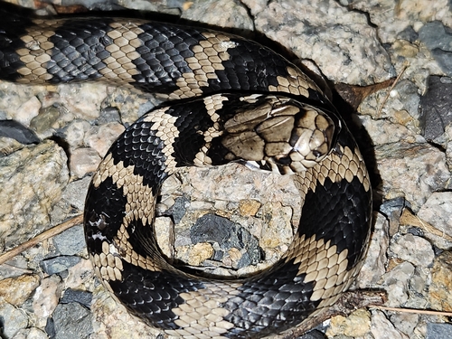 Stephens' Banded Snake sighting