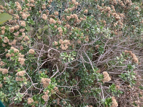 Daisy-bush (Olearia ×)