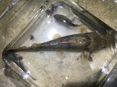 Pylodictis olivaris