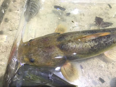 Pylodictis olivaris