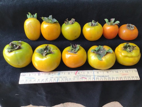 Diospyros kaki iNat (3)