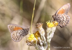 Cosmosatyrus leptoneuroides