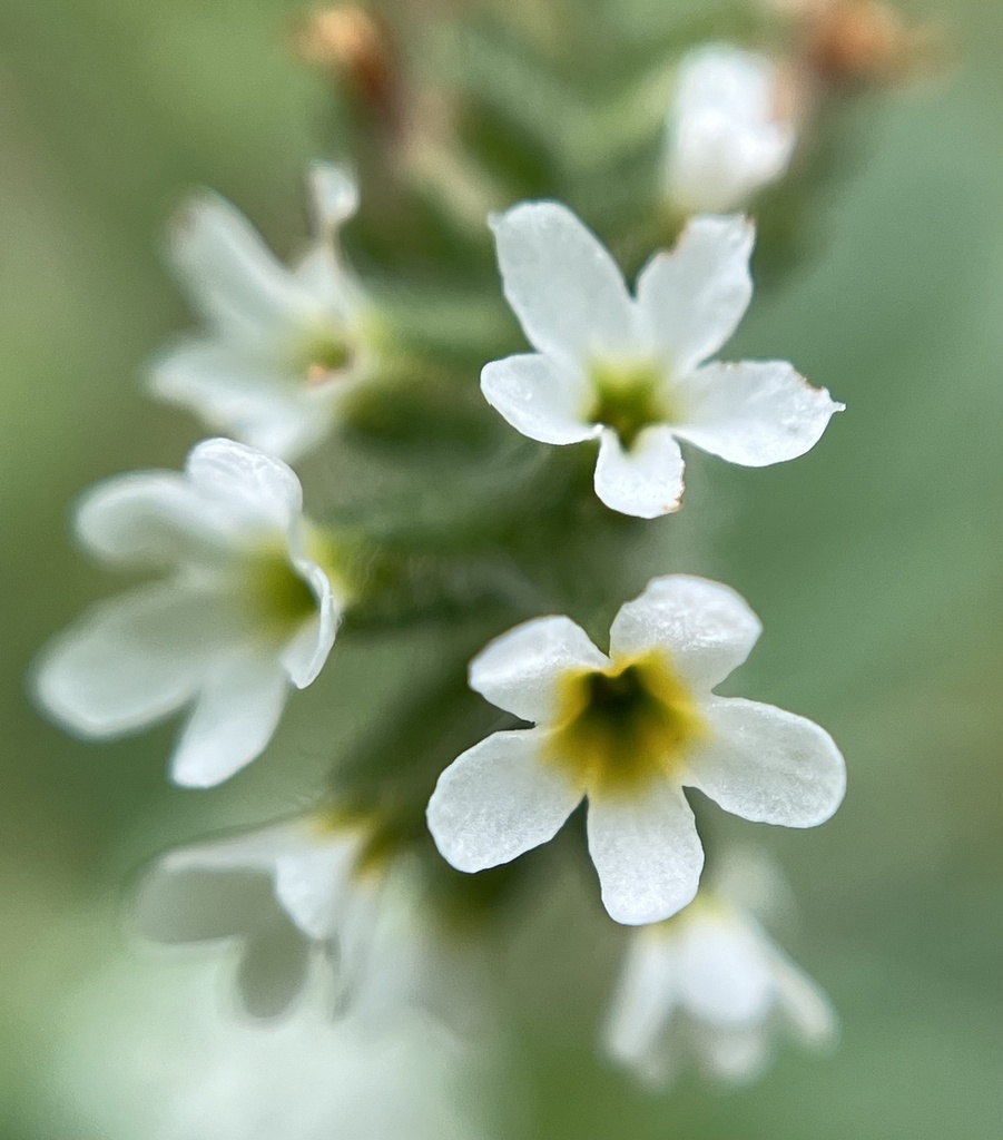 European heliotrope