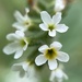 European Heliotrope - Photo (c) Andrew, some rights reserved (CC BY-NC), uploaded by Andrew