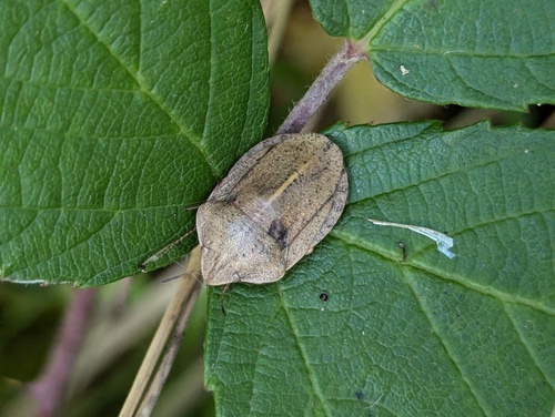 Eurygaster austriaca