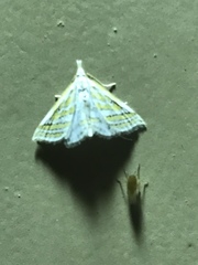 Leptosteges parthenialis
