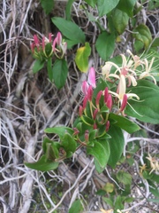 Lonicera