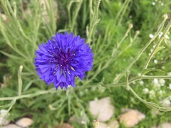 Centaurea cyanus