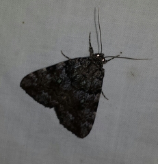 Catocala jair