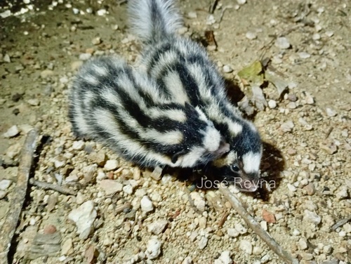 Yucatán Spotted Skunk
